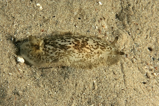 Dendrodoris grandiflora (Rapp, 1827)